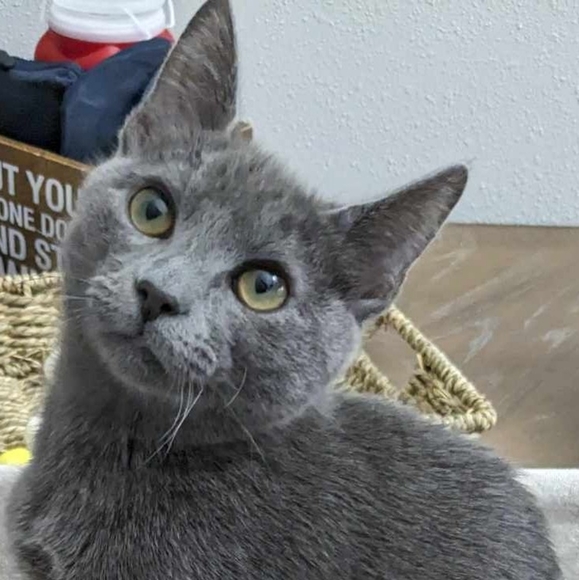 Frye Engineer 9.5M D full grain brown leather boots, USA made - Picture 15 of 15